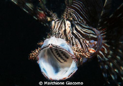 The lion roar
Nikon D200 , 60 micro, twin strobo
Lembeh... by Marchione Giacomo 